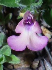 Salvia axillaris