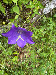 Campanula carpatica, photograph (c) Jeff Clark, some rights reserved (CC BY)