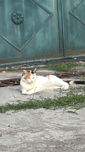 Domestic Cat