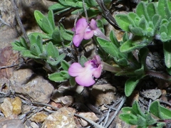 Salvia axillaris