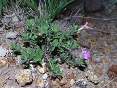 Salvia axillaris