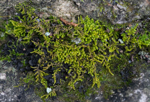 Claopodium rostratum observed 2026-07-18
