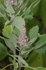 Chenopodium quinoa