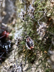 Agriosphodrus dohrni