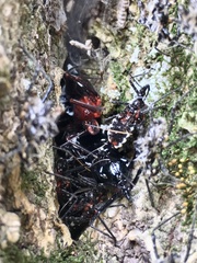 Agriosphodrus dohrni