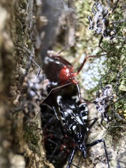 Agriosphodrus dohrni