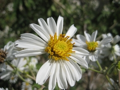 Montanoa bipinnatifida