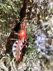 Agriosphodrus dohrni