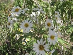 Montanoa bipinnatifida