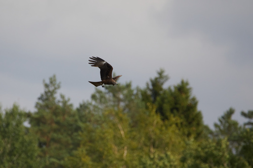 Black Kite