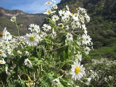 Montanoa bipinnatifida