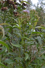 Chromolaena perglabra
