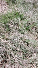 Bouteloua dactyloides