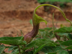 Aristolochia pringlei
