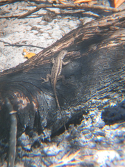 Sceloporus woodi