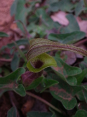 Aristolochia pringlei