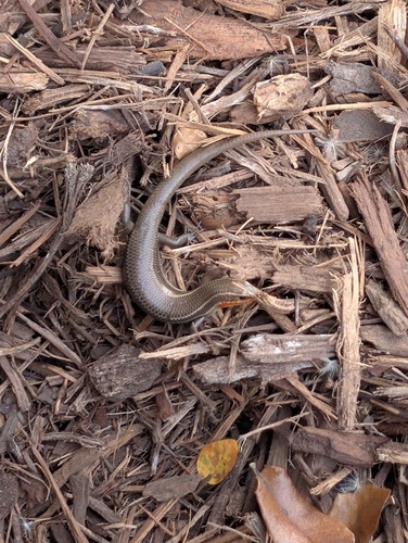 Four-lined Skink