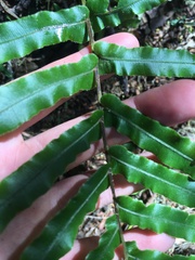 Blechnum novae-zelandiae