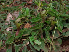 Aristolochia pringlei