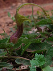Aristolochia pringlei