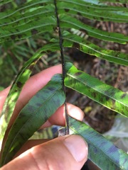 Blechnum novae-zelandiae