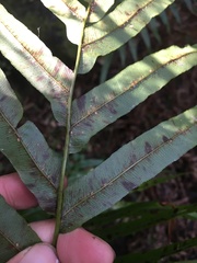 Blechnum novae-zelandiae