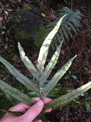 Blechnum novae-zelandiae