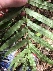 Blechnum novae-zelandiae