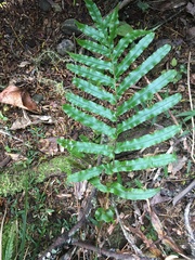 Blechnum novae-zelandiae