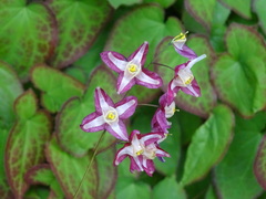 Epimedium × rubrum