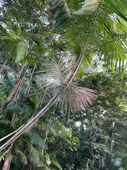 Euterpe oleracea, photograph (c) B. Phalan, some rights reserved (CC BY)