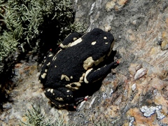 Melanophryniscus stelzneri