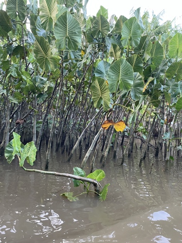 Montrichardia linifera, photograph 6