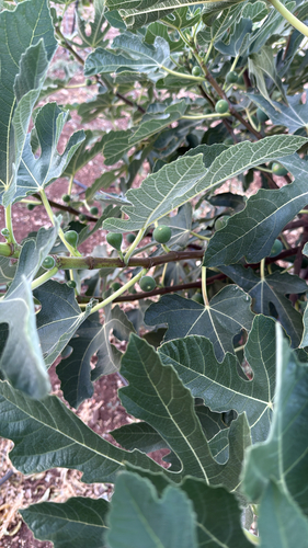 common fig