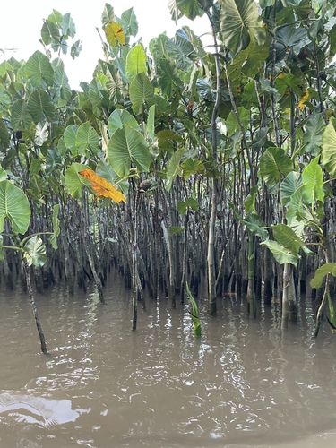 Montrichardia linifera, photograph 5