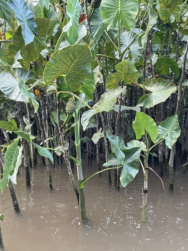 Montrichardia linifera, photograph 4