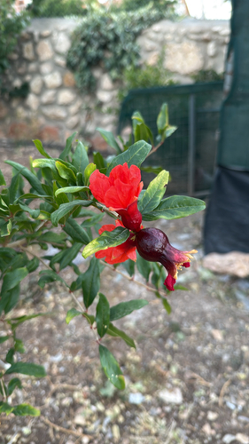 pomegranate