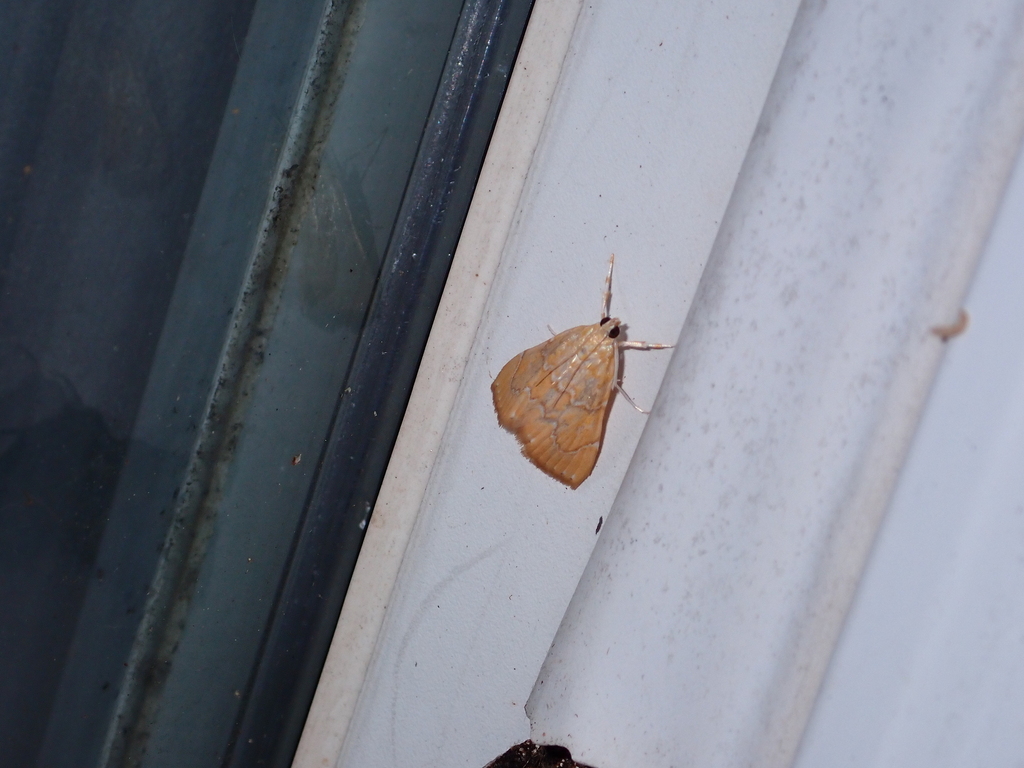 White-roped Glaphyria Moth