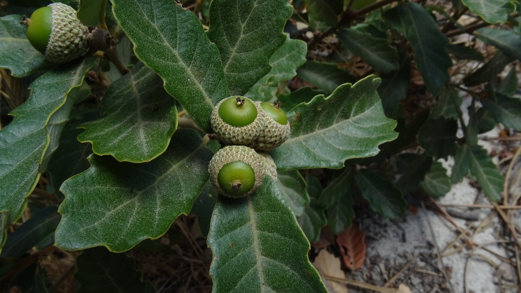 Gall Oak