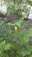 Hippocrepis emerus emerus