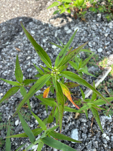 iNaturalist observation photo of Euphorbia sect. Poinsettia