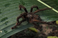 Avicularia juruensis