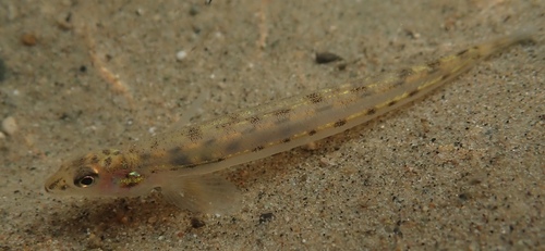Eastern sand darter (Ammocrypta pellucida) — Percidae — 4