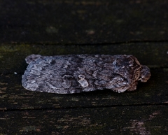 Lithophane laticinerea