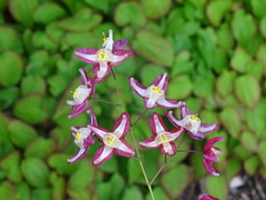 Epimedium × rubrum