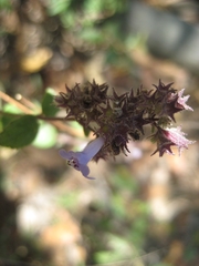 Hyptis pseudolantana