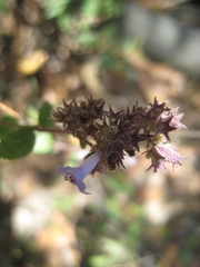 Hyptis pseudolantana