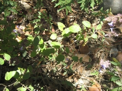 Hyptis pseudolantana