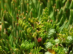 Anisotome imbricata prostrata