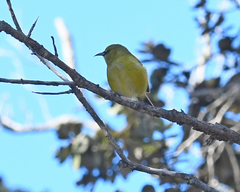 Chlorodrepanis virens virens